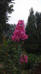 紫薇花