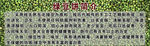 绿豆简介