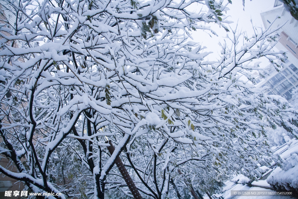 北方的雪