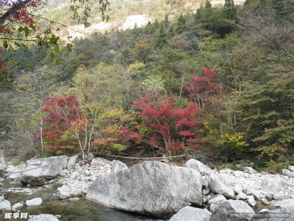 红叶