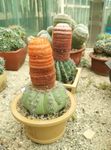 植物园仙人掌