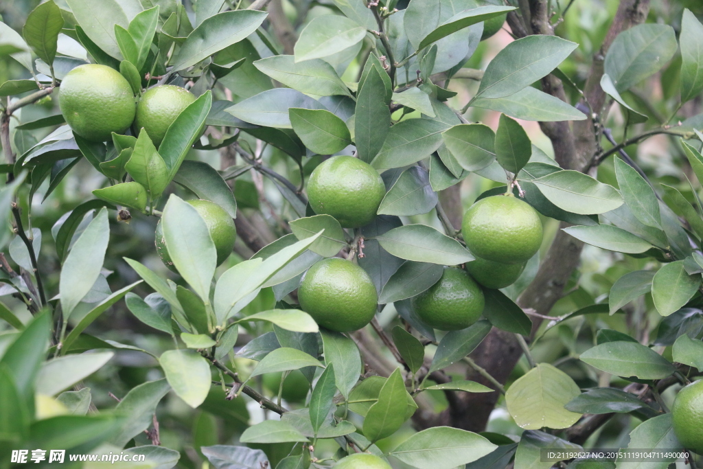 青蜜桔素材