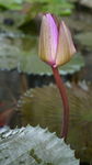 莲花