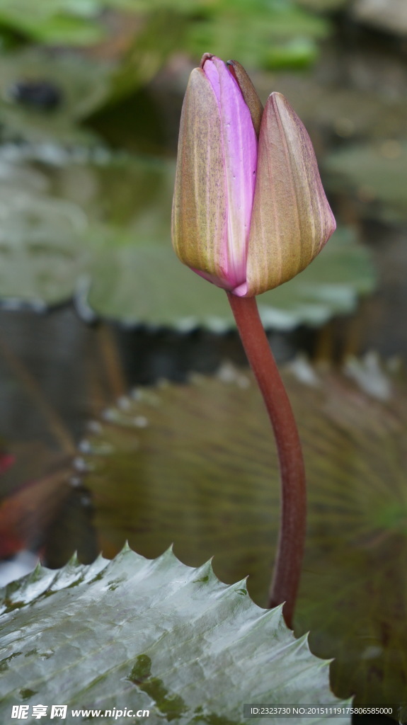 莲花
