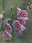 蜀葵