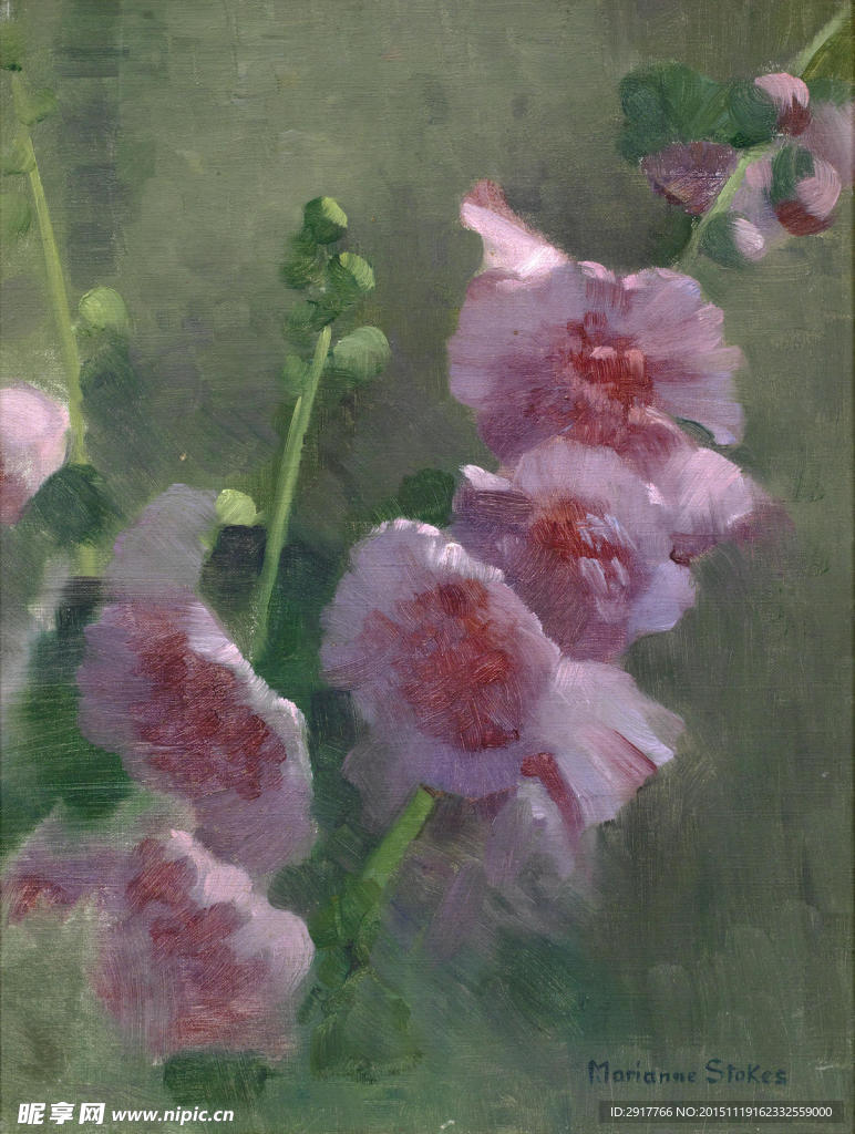 蜀葵