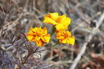 野花 黄花