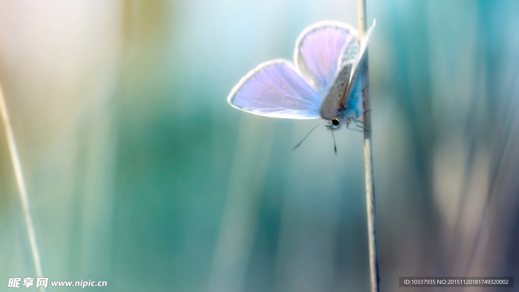 蓝色背景蝴蝶