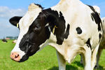 牧场的奶牛高清摄影图片