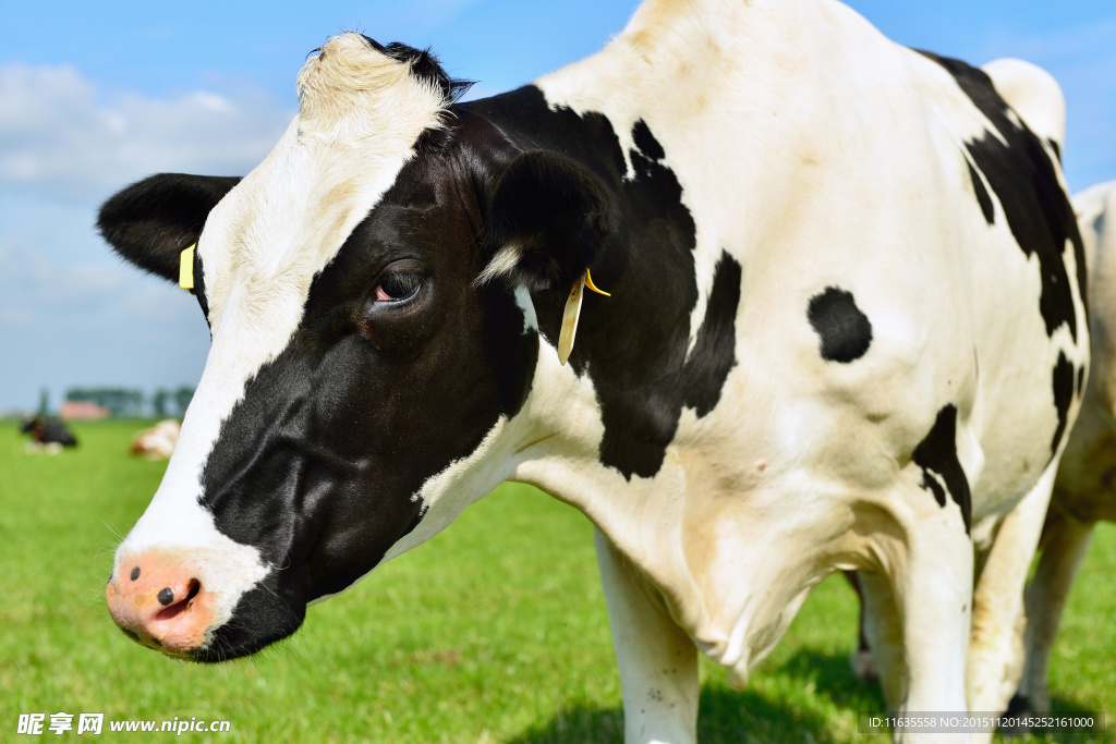 牧场的奶牛高清摄影图片