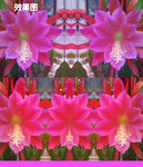 粉红昙花背景视频