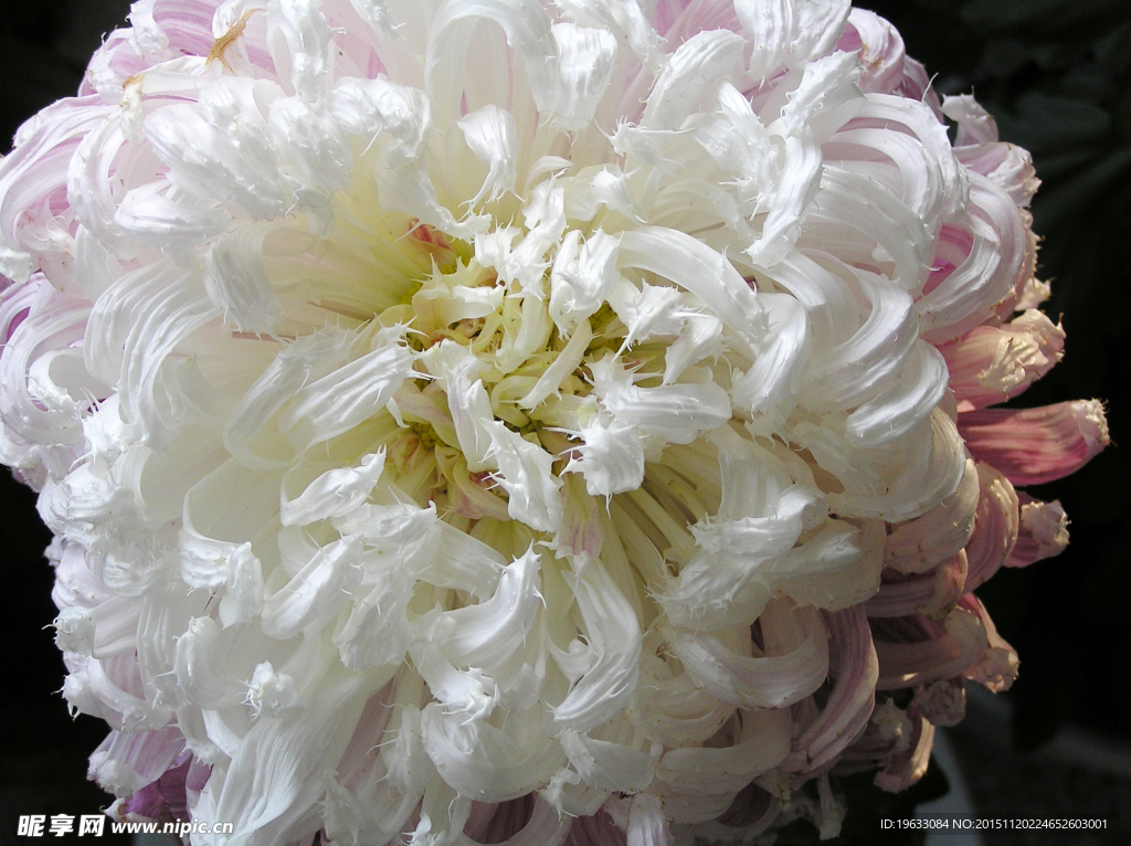 菊花