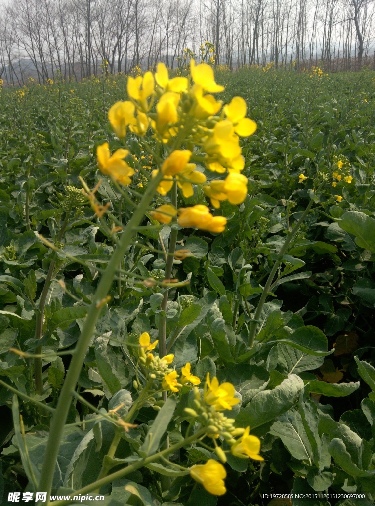 油菜花
