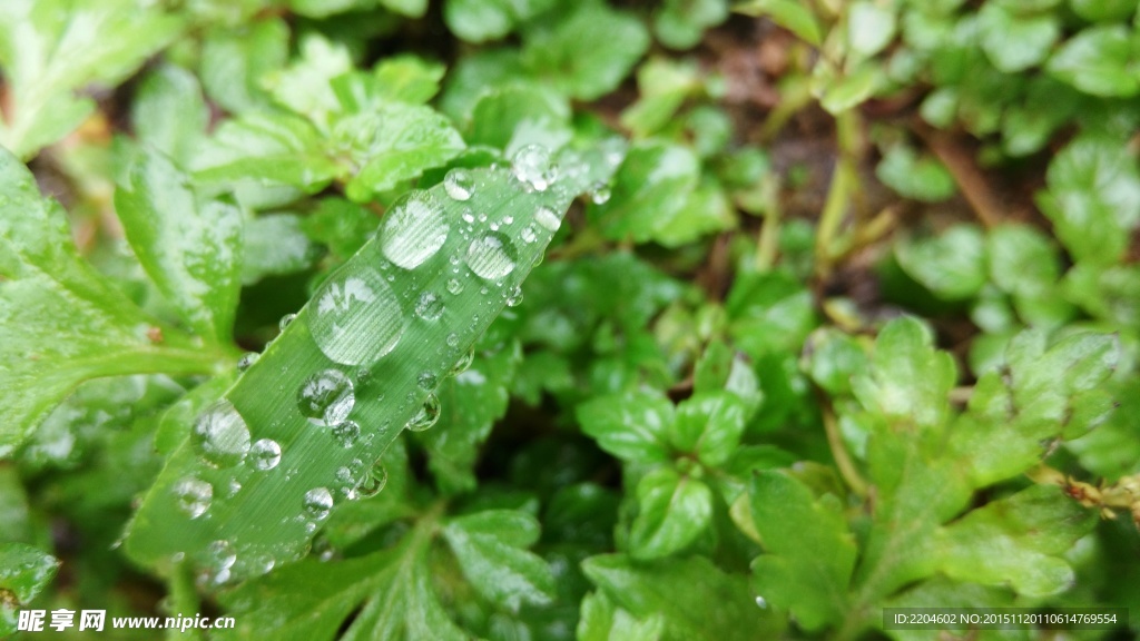 雨中叶子上的水珠