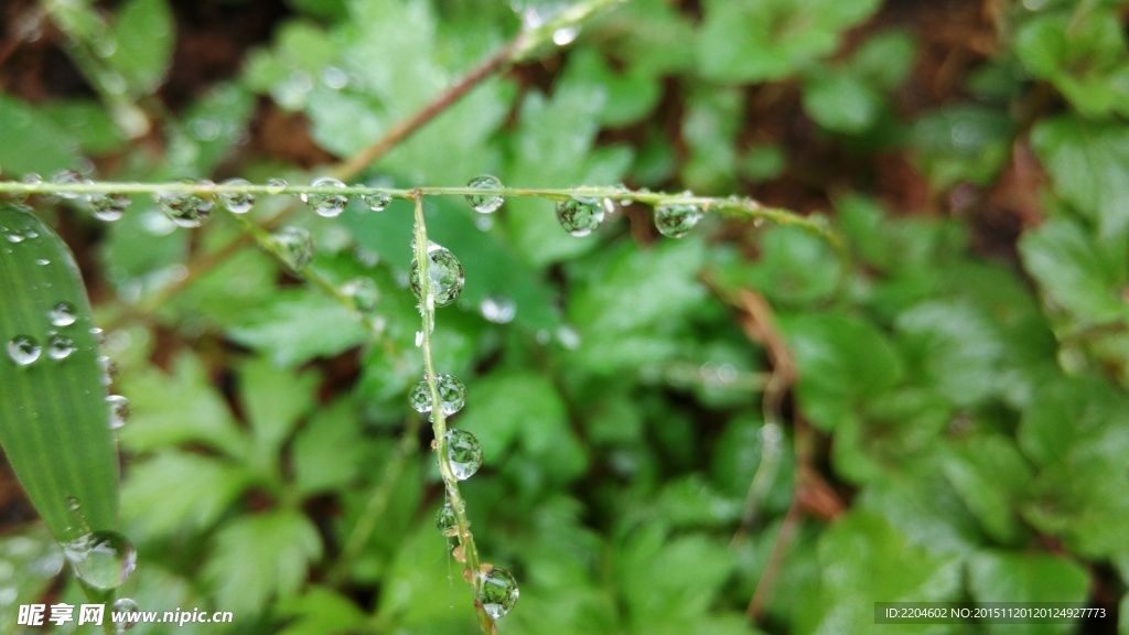 雨中叶子上的水珠