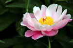 芍药