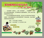 多肉植物介绍