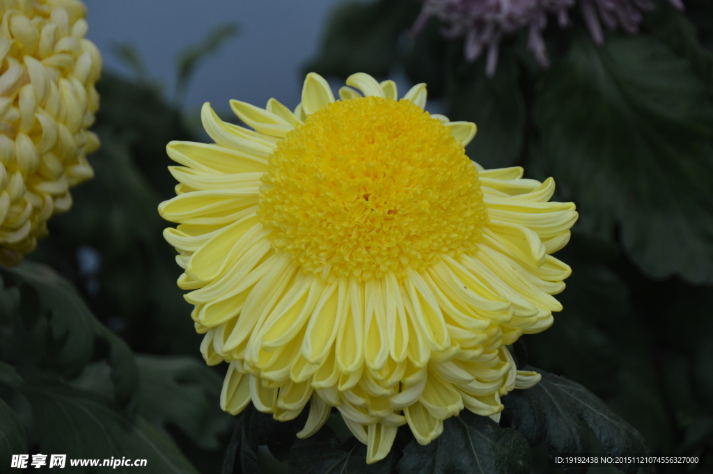菊花