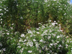 芫荽花