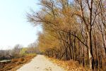 林中小路
