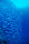 海底世界