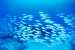 海底世界