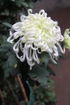 大菊花