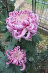 菊花展