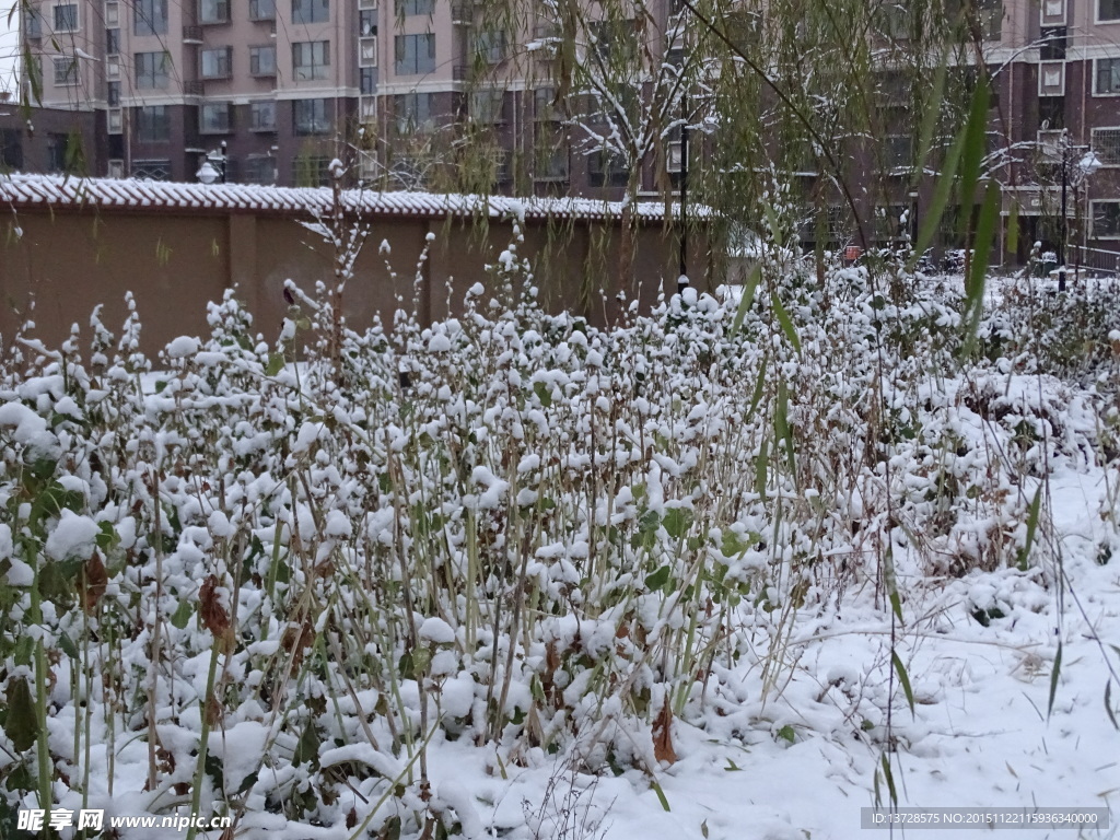 雪中小树枝