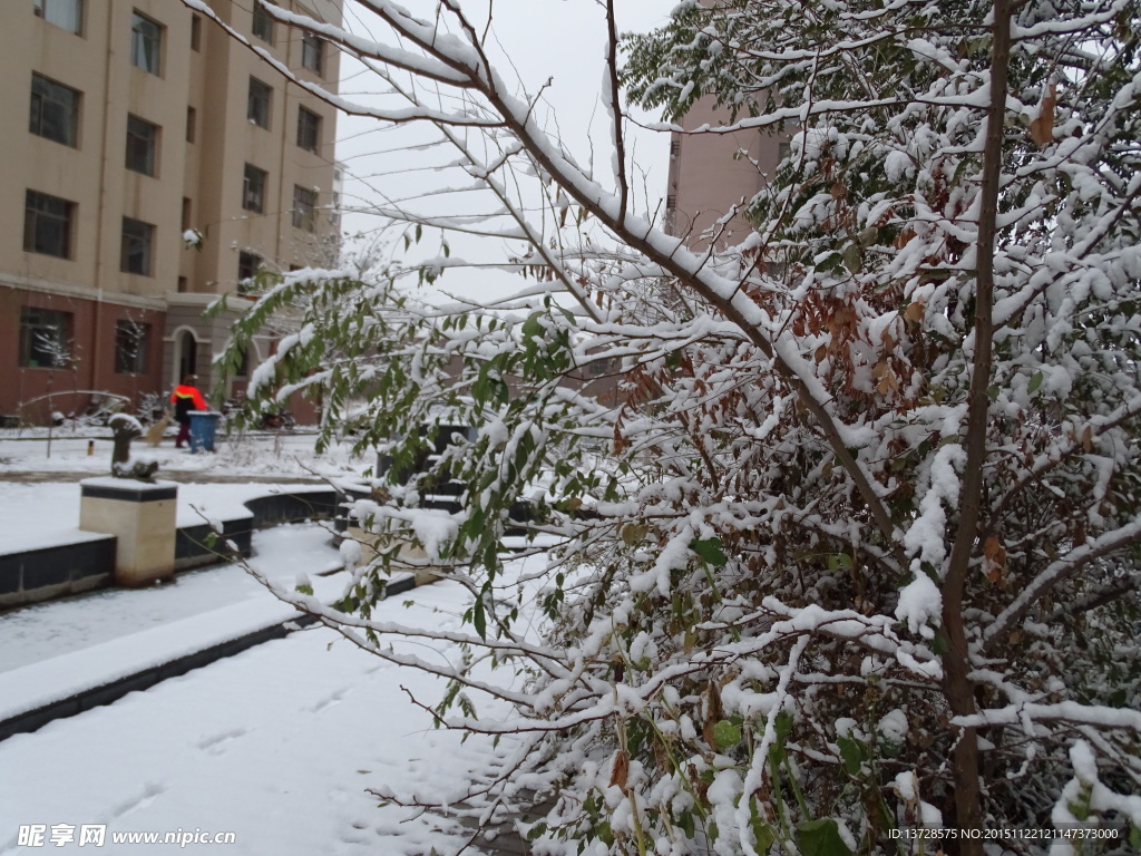 雪中枯树枝