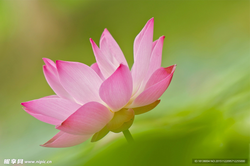 莲花