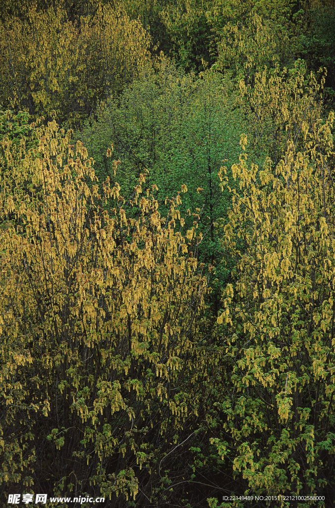 黄色树林俯视图