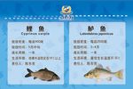 鱼池牌