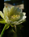 霸王花