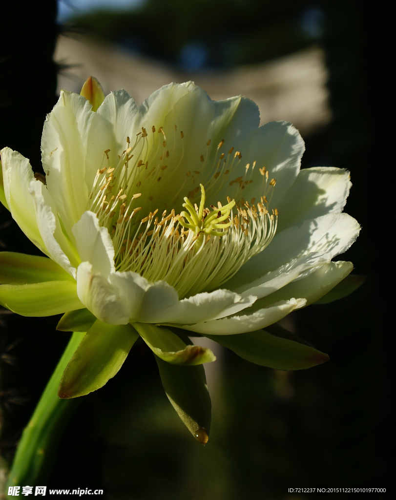 霸王花