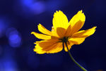 小黄花