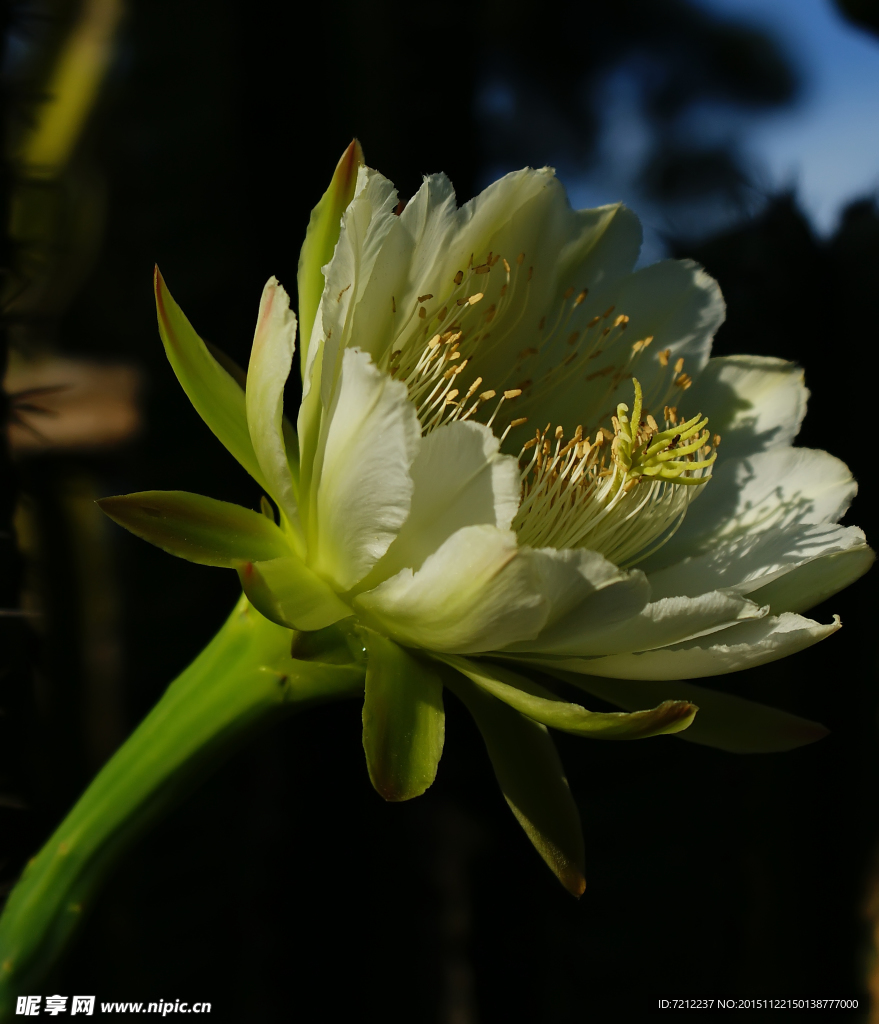 霸王花