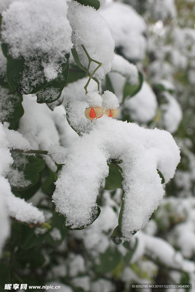 冬天 雪景素材 红果