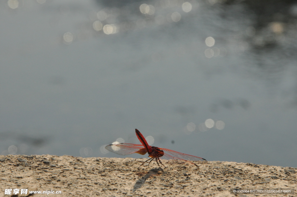 蜻蜓  红蜻蜓