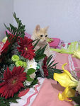 猫和花朵摄影图片