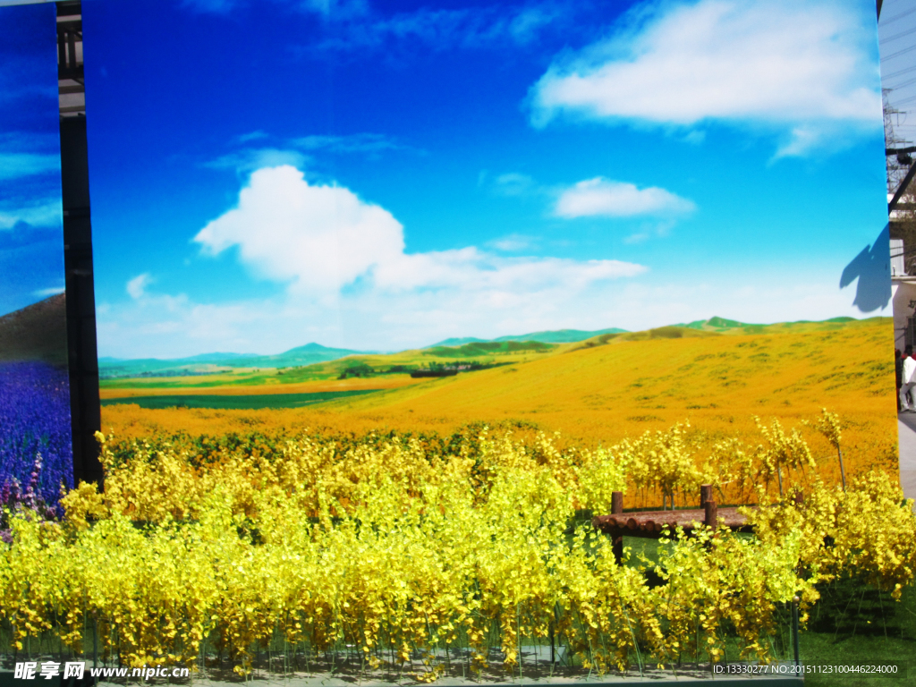 油菜花背景