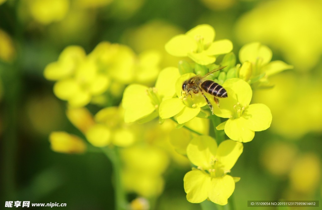 蜜蜂油菜花