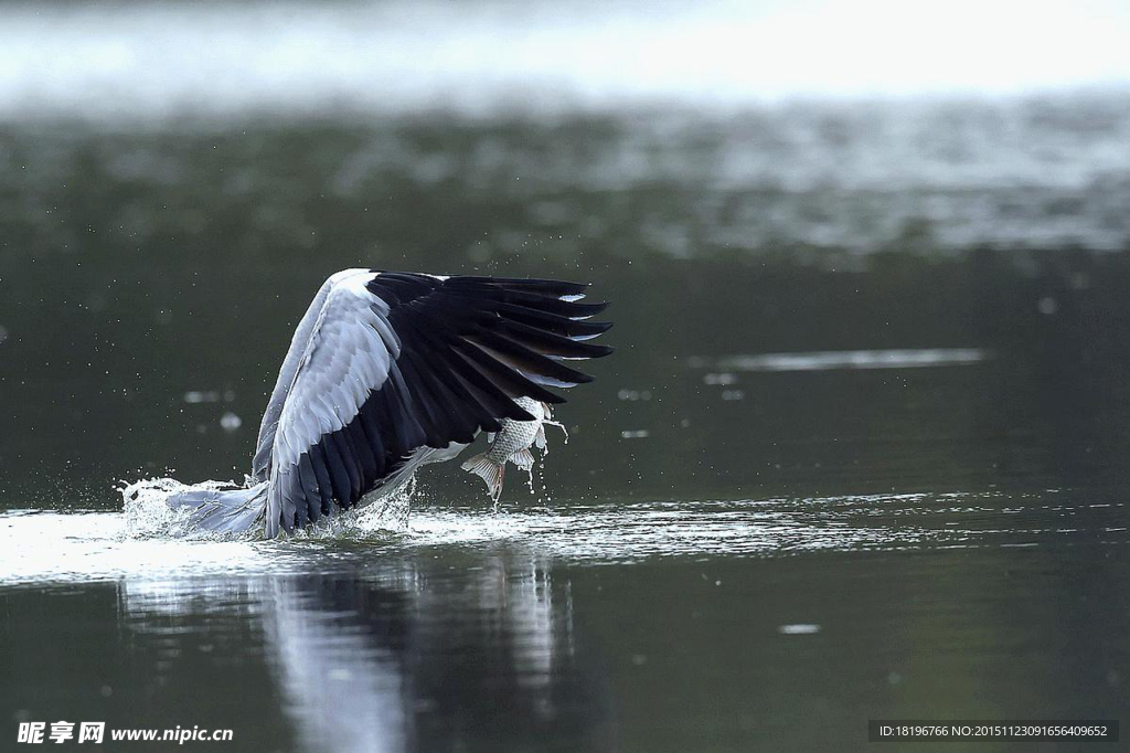 苍鹭捕鱼