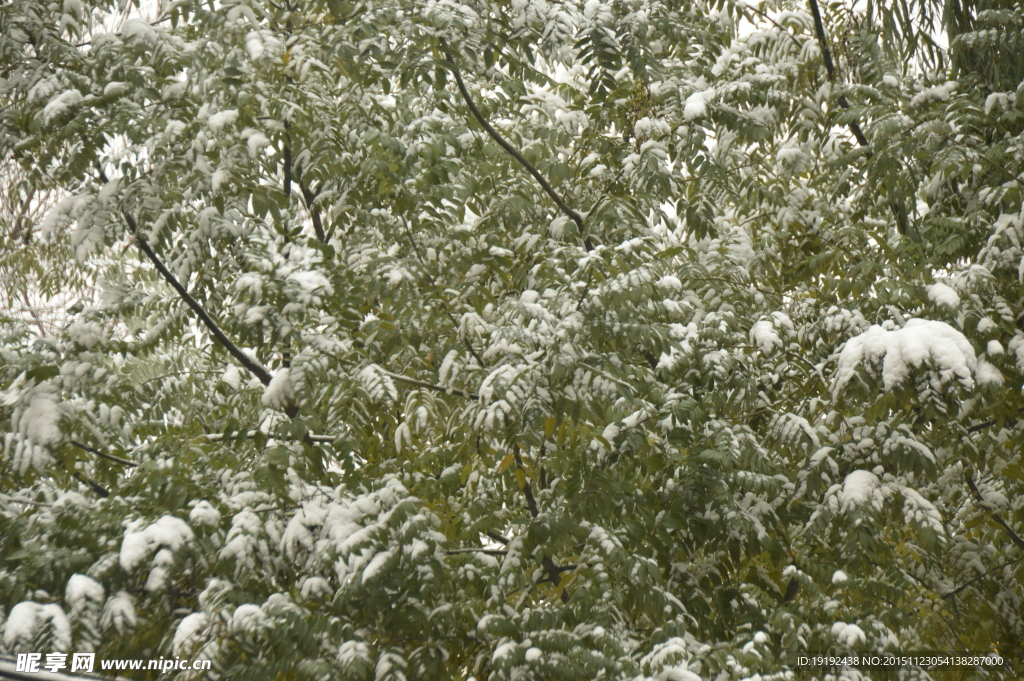 雪后的景色