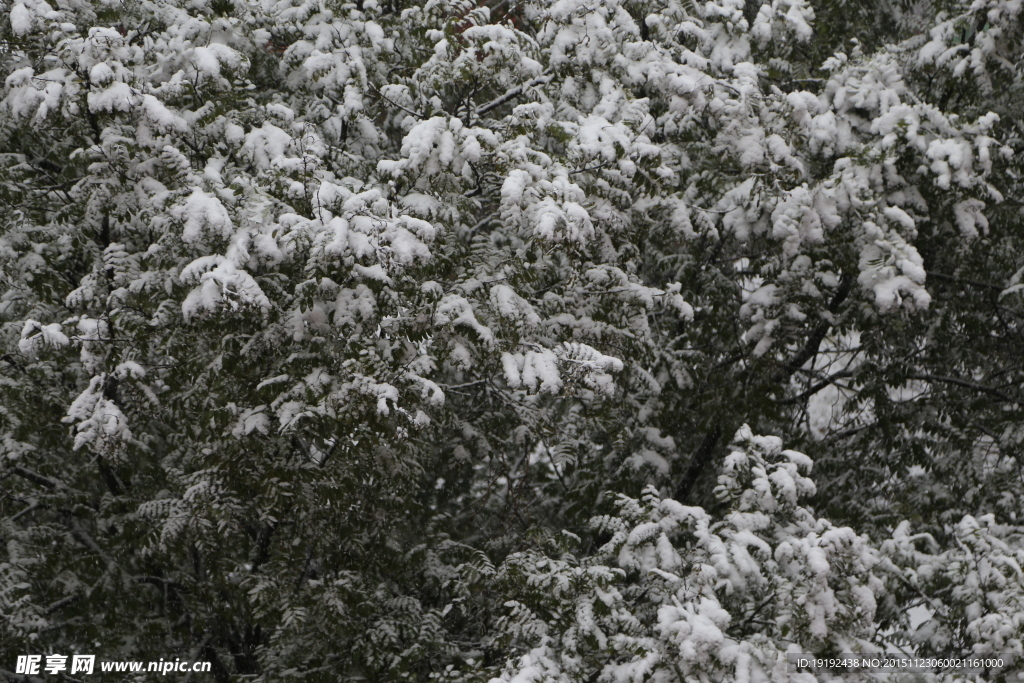 雪景