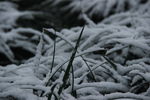 草叶雪景