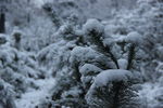 雪景