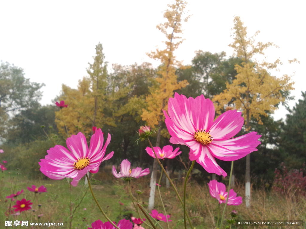 双生格桑花