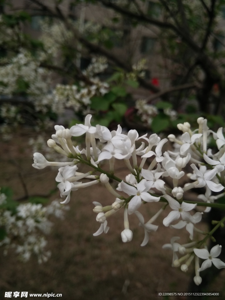 丁香花