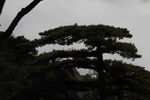 黄山 云海 云雾 山顶云雾 雾